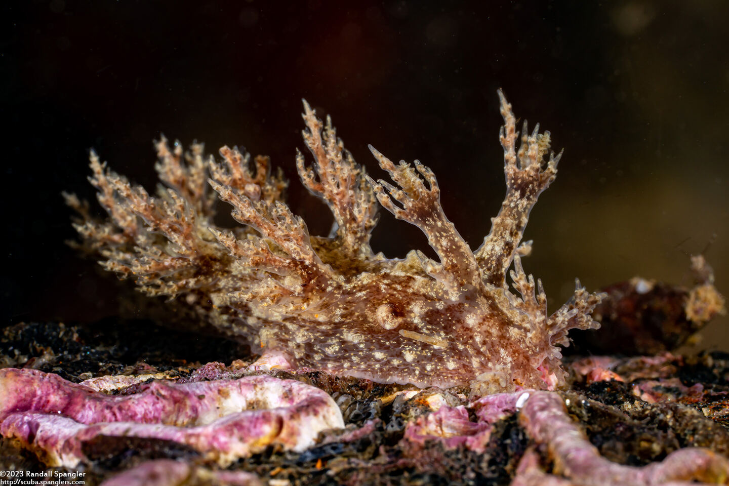 Dendronotus venustus (Branched Dendronotus)