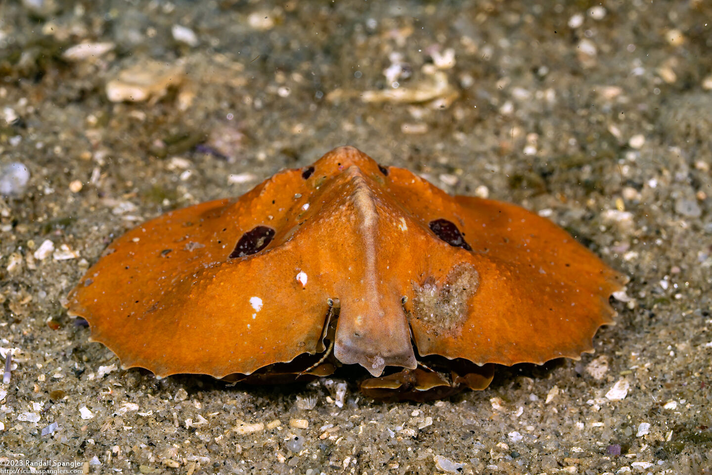 Cryptolithodes sitchensis (Umbrella Crab)