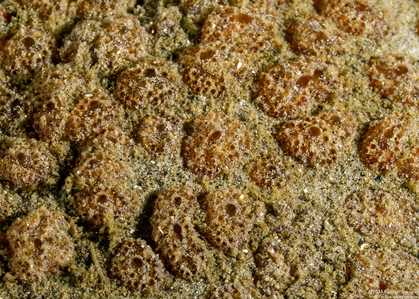 Ritterella pulchra (Ritterella Pulchra)