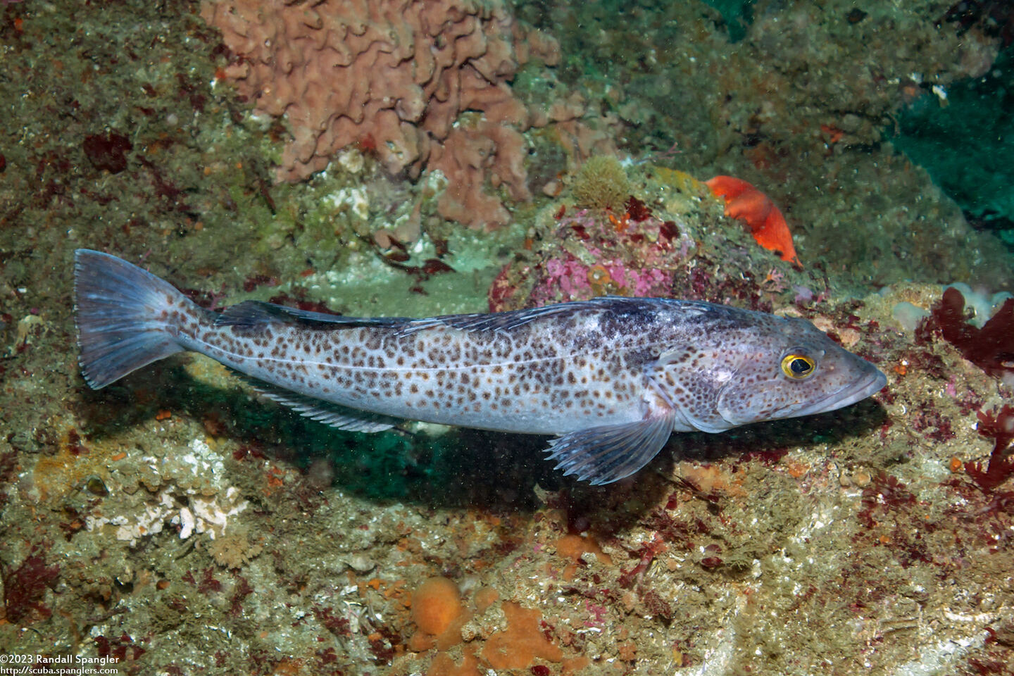 Ophiodon elongatus (Lingcod)
