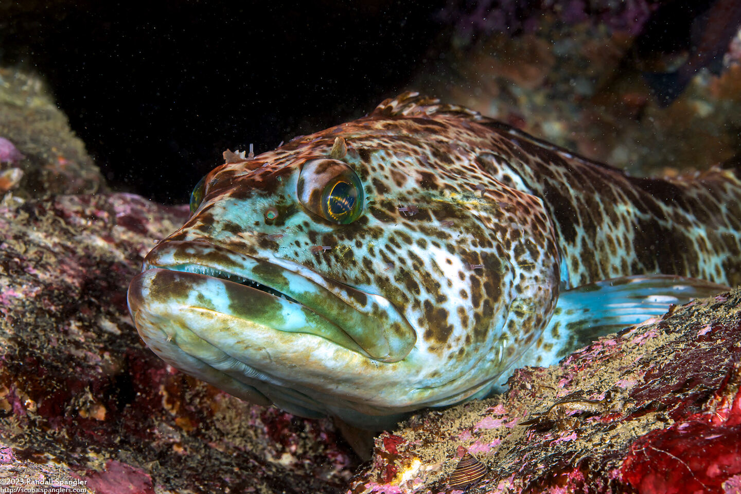 Ophiodon elongatus (Lingcod)
