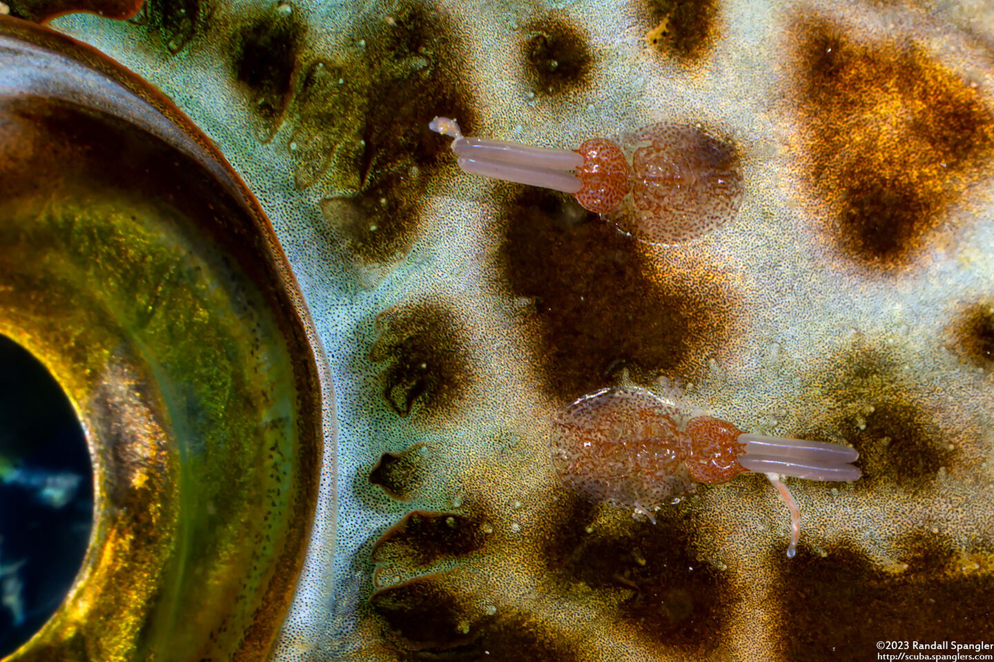 Copepoda sp.1 (Copepod)