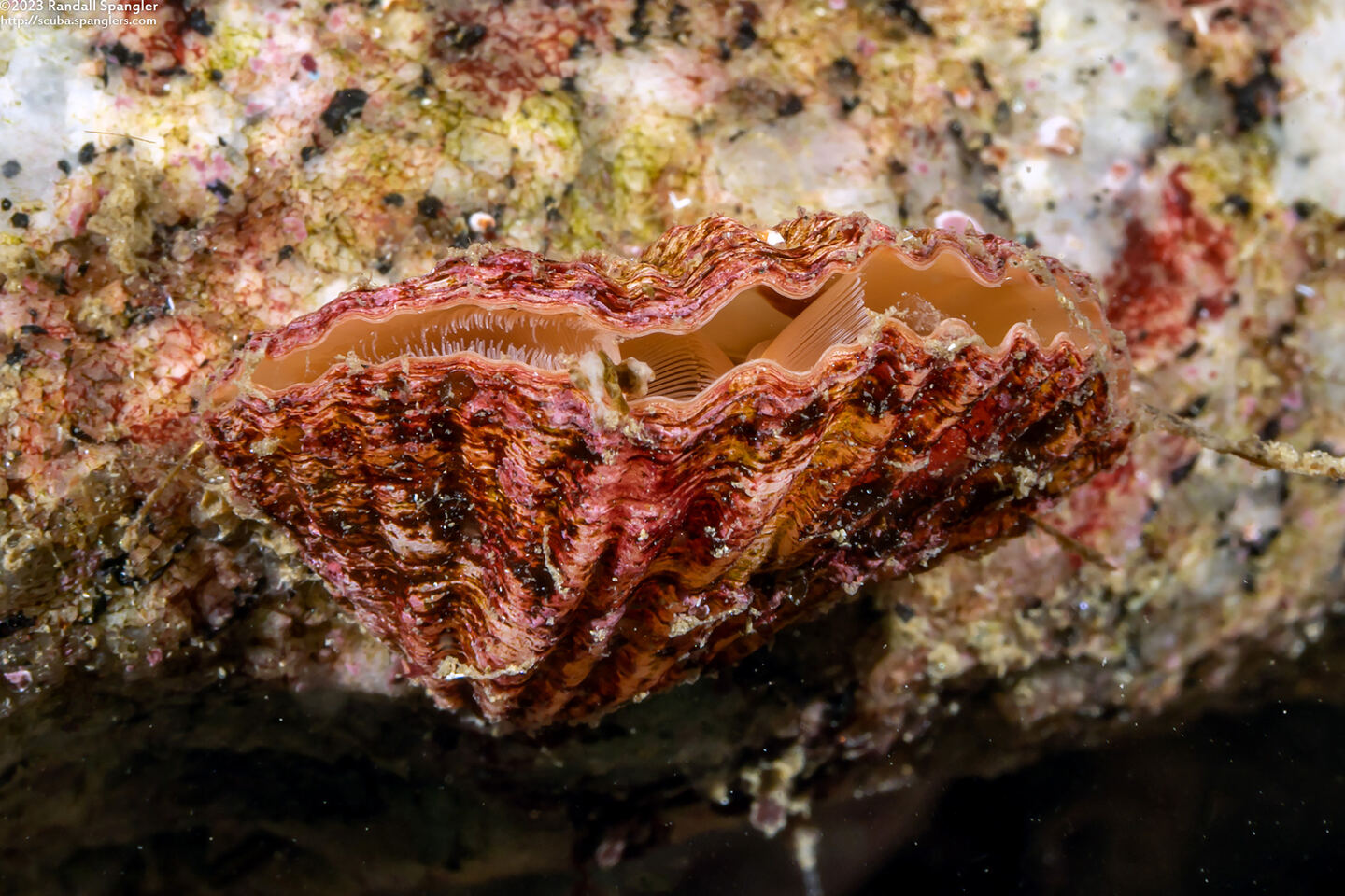 Terebratalia transversa (Common Lampshell)