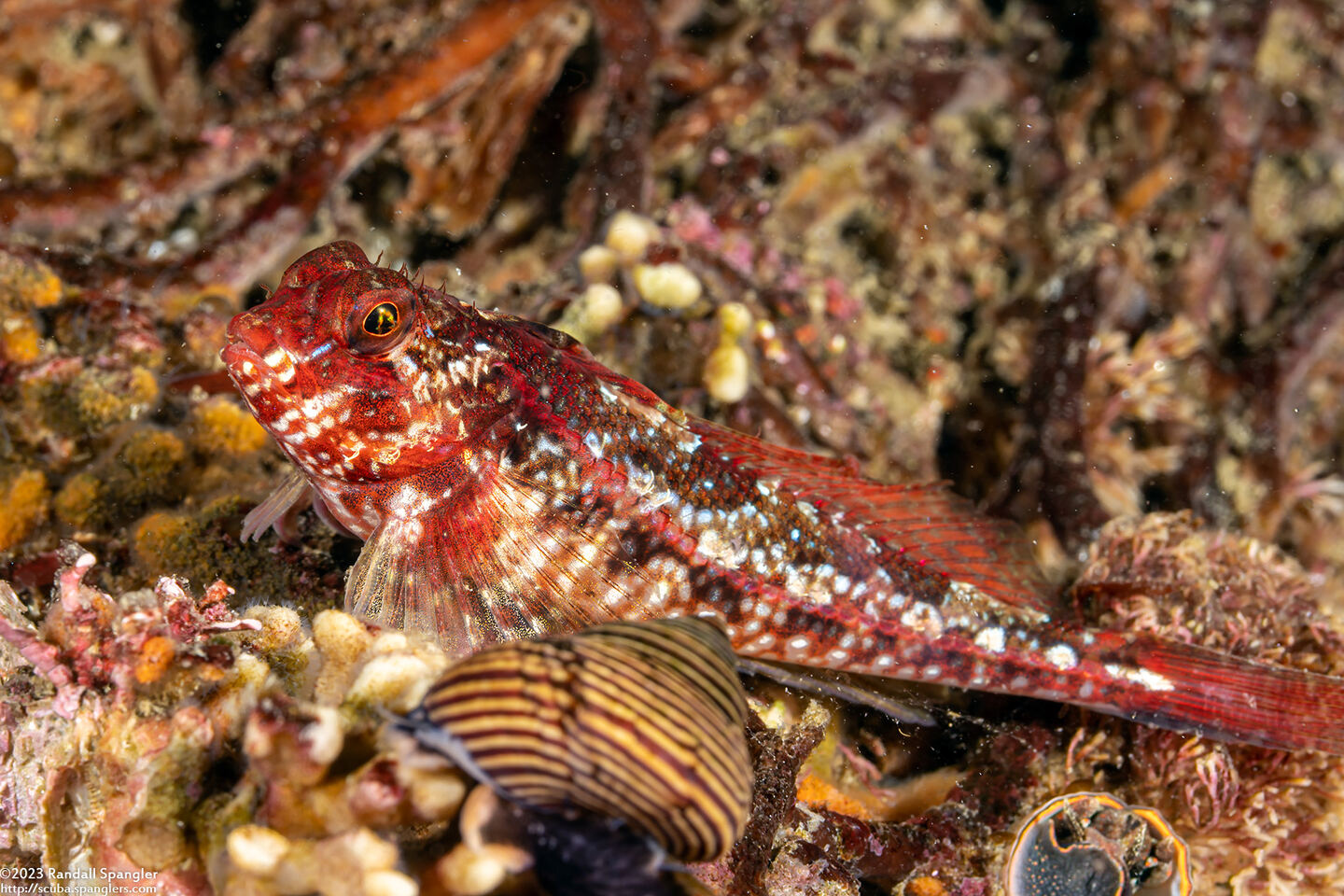 Orthonopias triacis (Snubnose Sculpin)