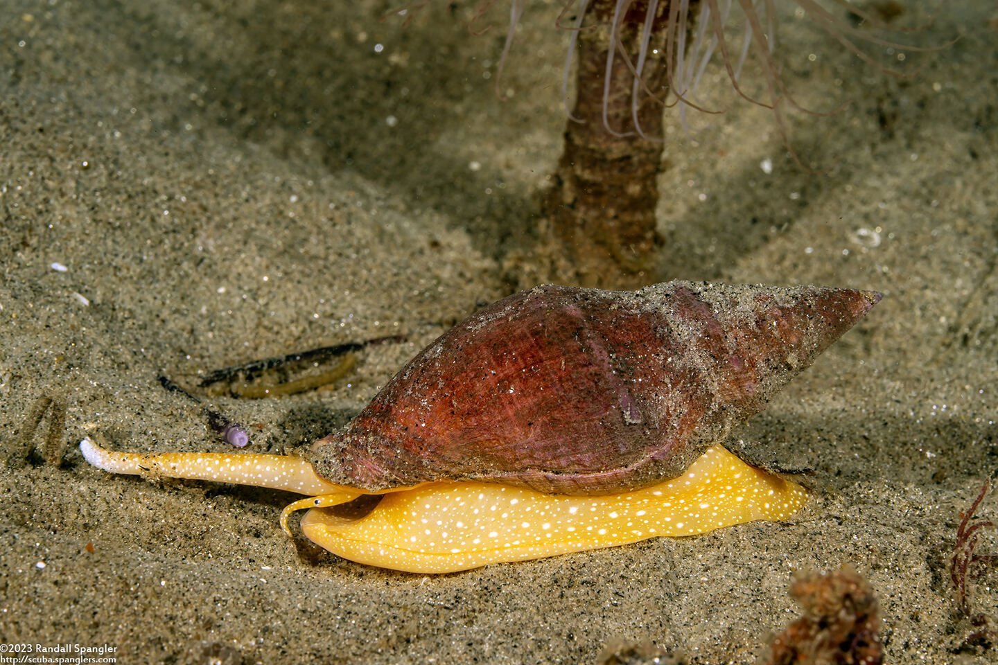 Megasurcula carpenteriana (Carpenter's Turrid)