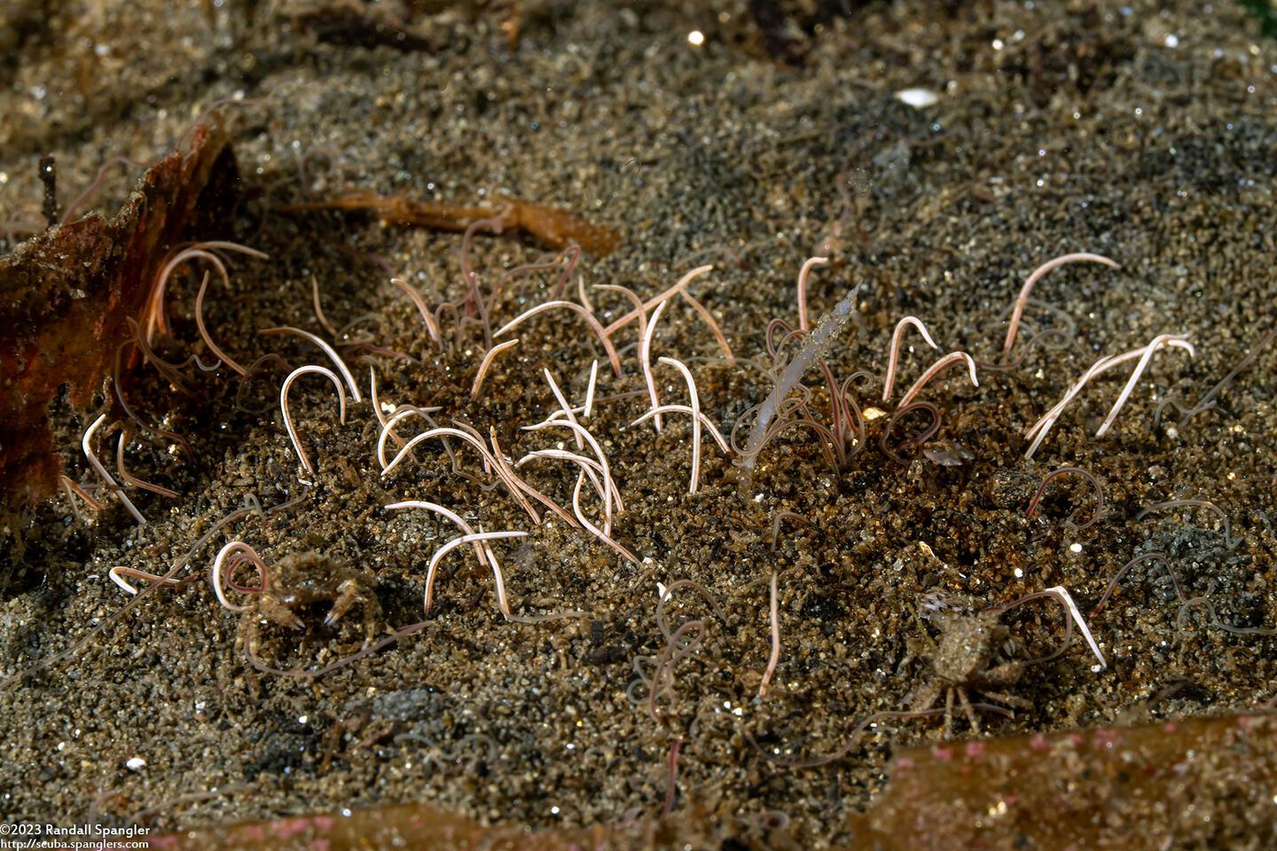 Cirriformia sp.1 (Cirriformia sp.1)