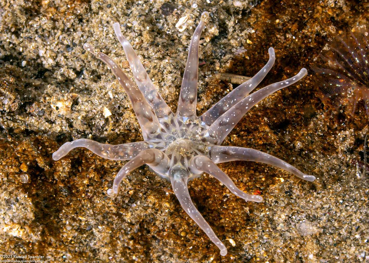 Halcampa decemtentaculata (Burrowing Anemone)