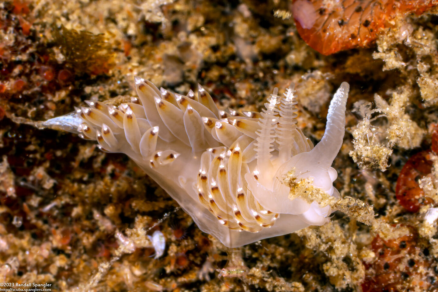 Apata pricei (Price's Aeolid)