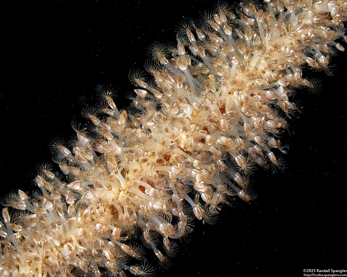 Lepas pacifica (Pacific Gooseneck Barnacle); On bull kelp stalk