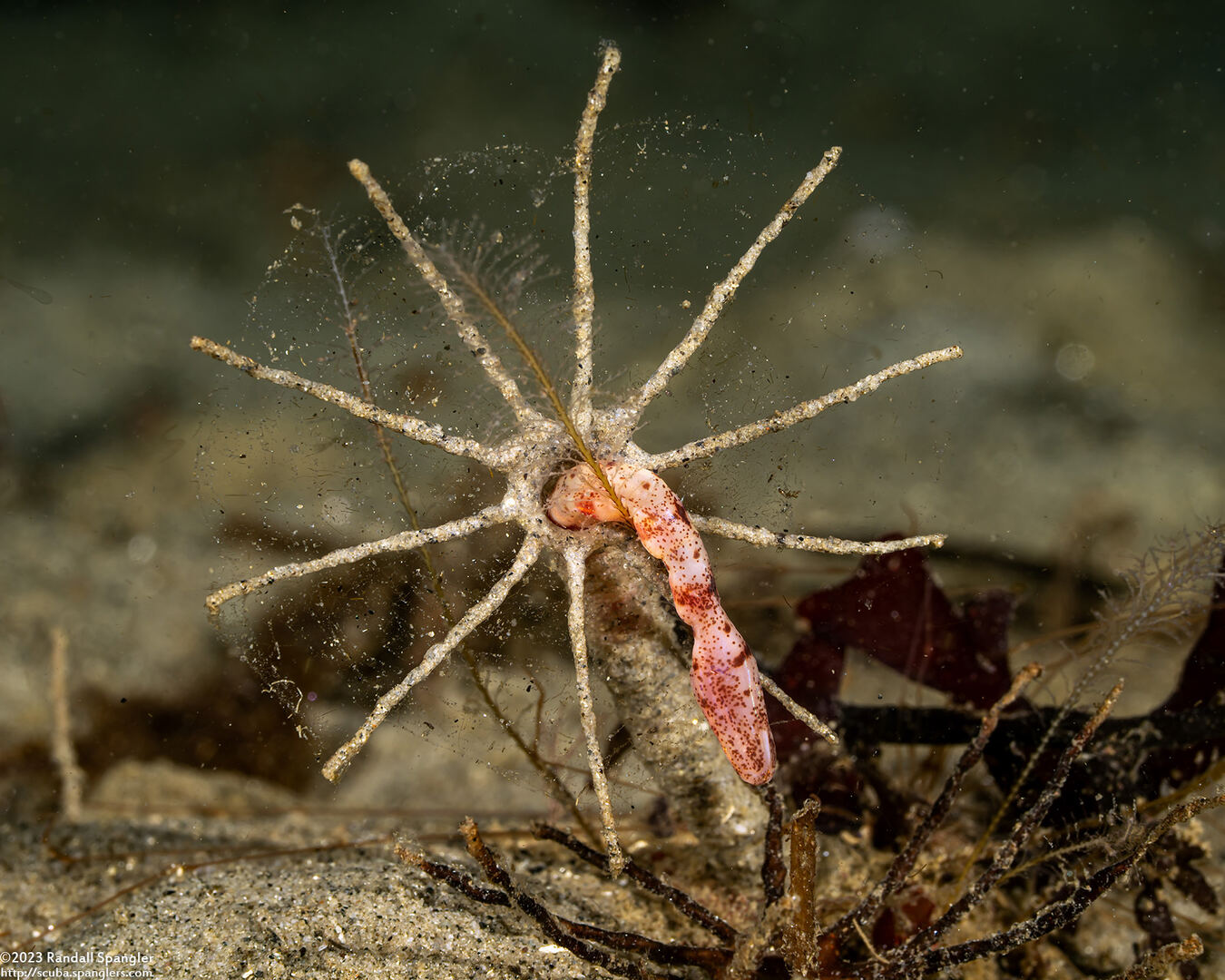 Praxillura maculata (Windmill Worm)