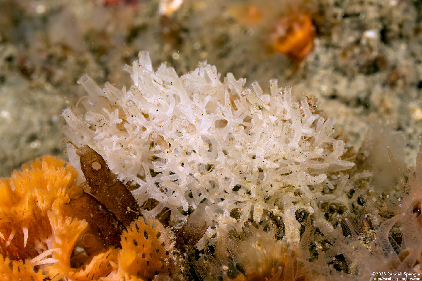 Leucosolenia eleanor (Tube Ball Sponge)