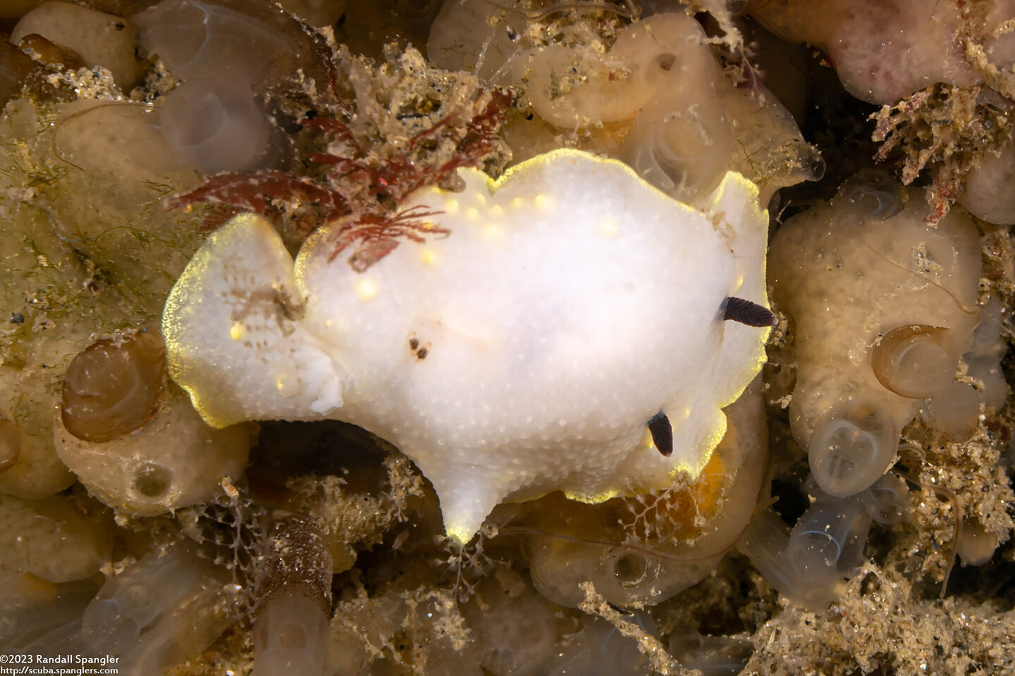 Cadlina flavomaculata (Yellow-Spot Cadlina)