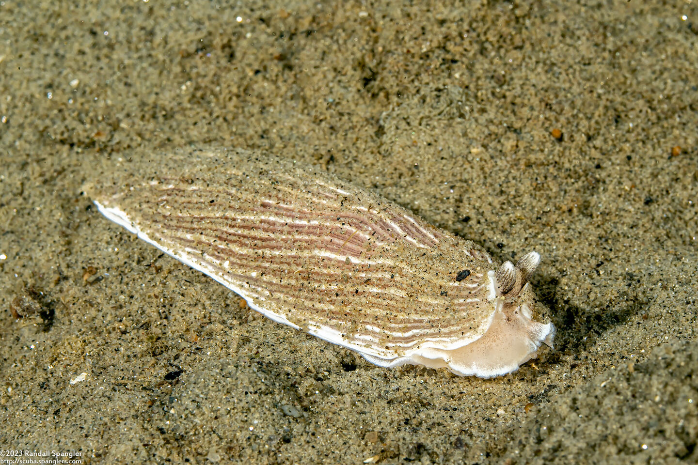 Armina californica (California Armina)