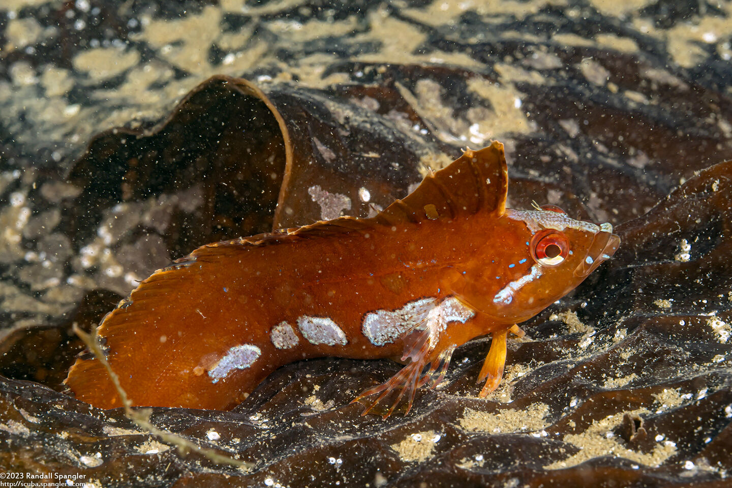 Gibbonsia montereyensis (Crevice Kelpfish)