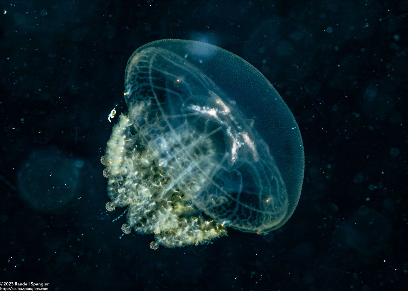 Crambione mastigophora (Rhizostome Jellyfish)