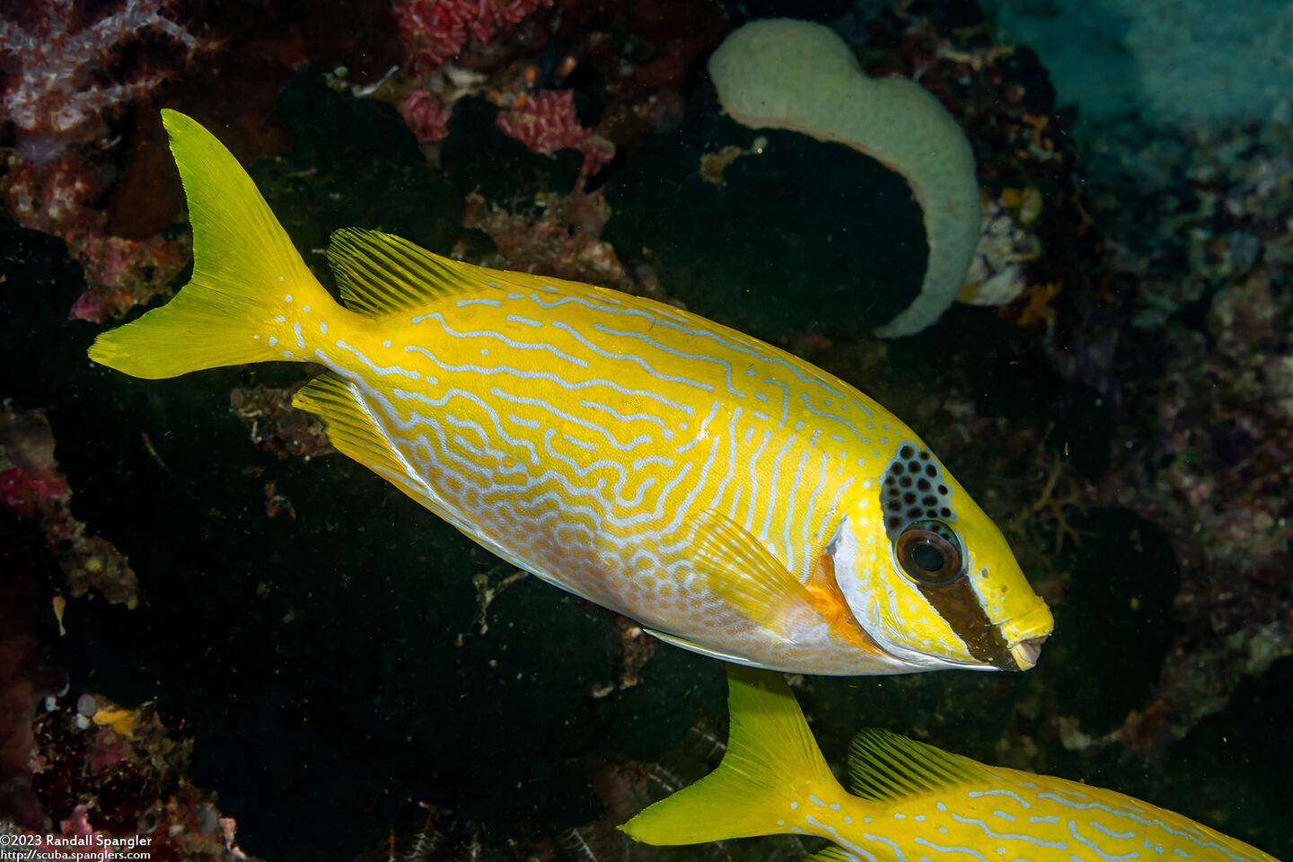 Siganus puellus (Masked Rabbitfish)