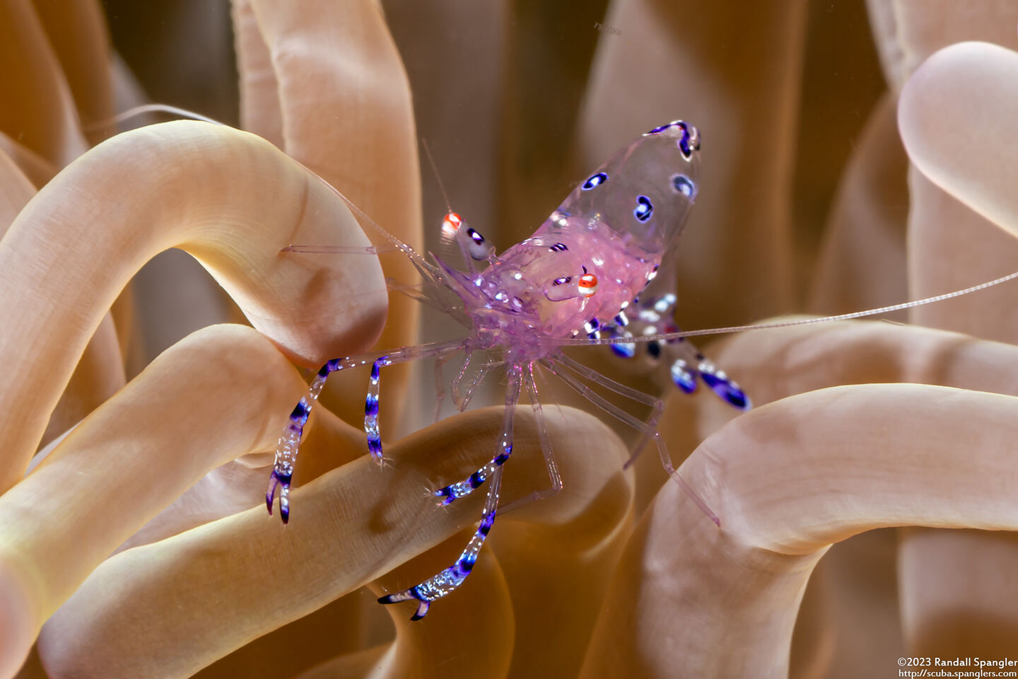 Ancylomenes sarasvati (Sarasvati Anemone Shrimp)