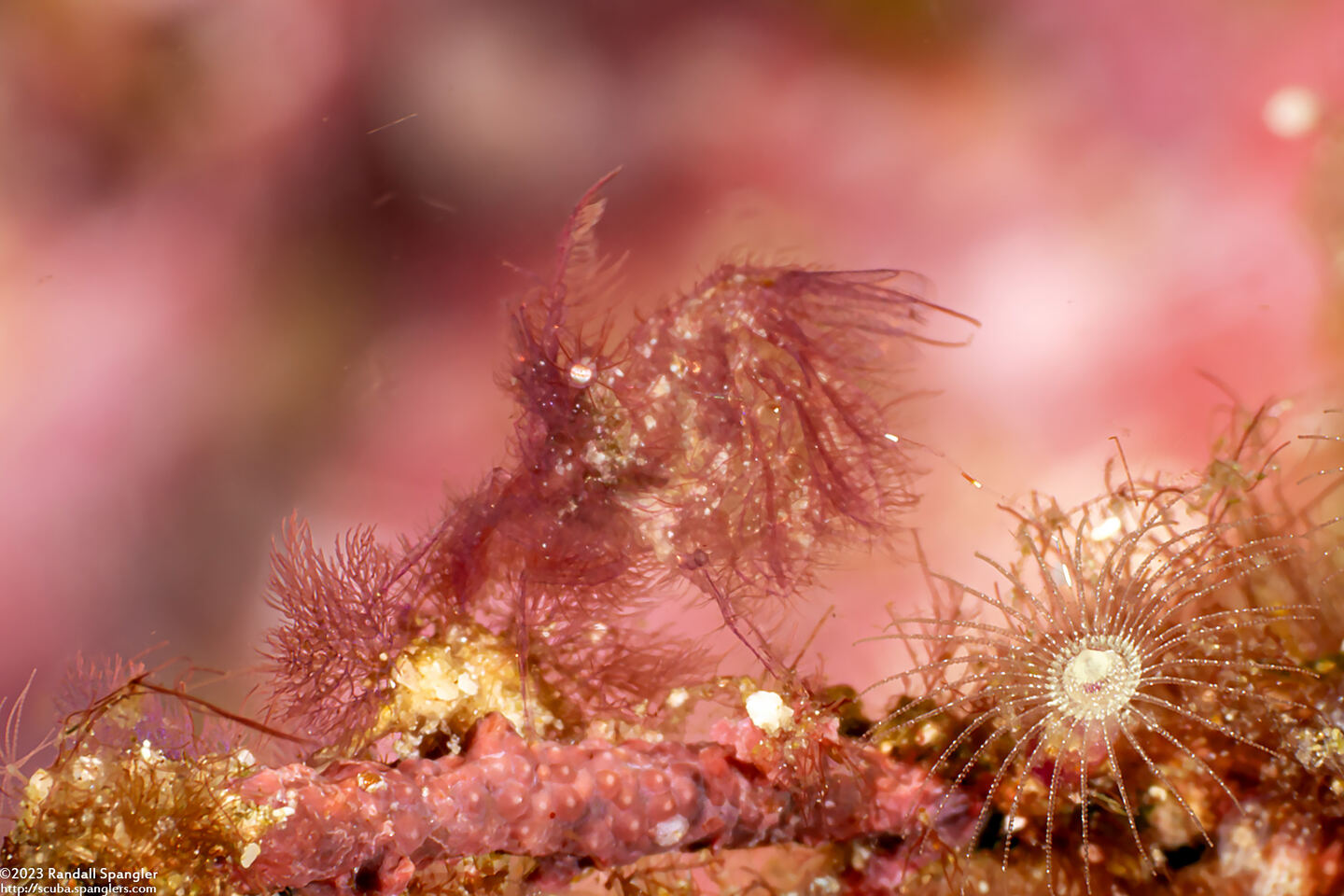 Phycocaris simulans (Red Algae Hairy Shrimp)