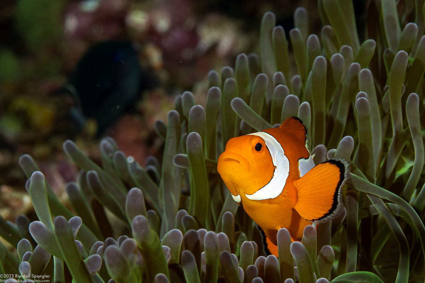 Amphiprion percula (Clown Anemonefish)