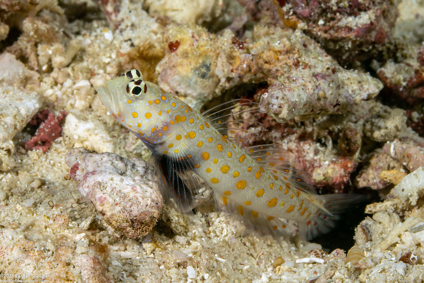 Amblyeleotris guttata (Spotted Shrimpgoby)