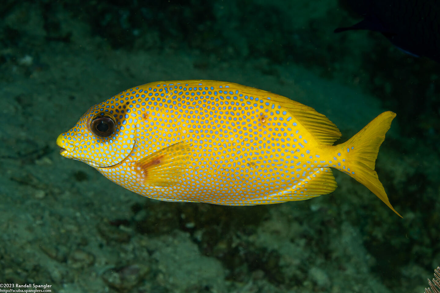 Siganus corallinus (Coral Rabbitfish)