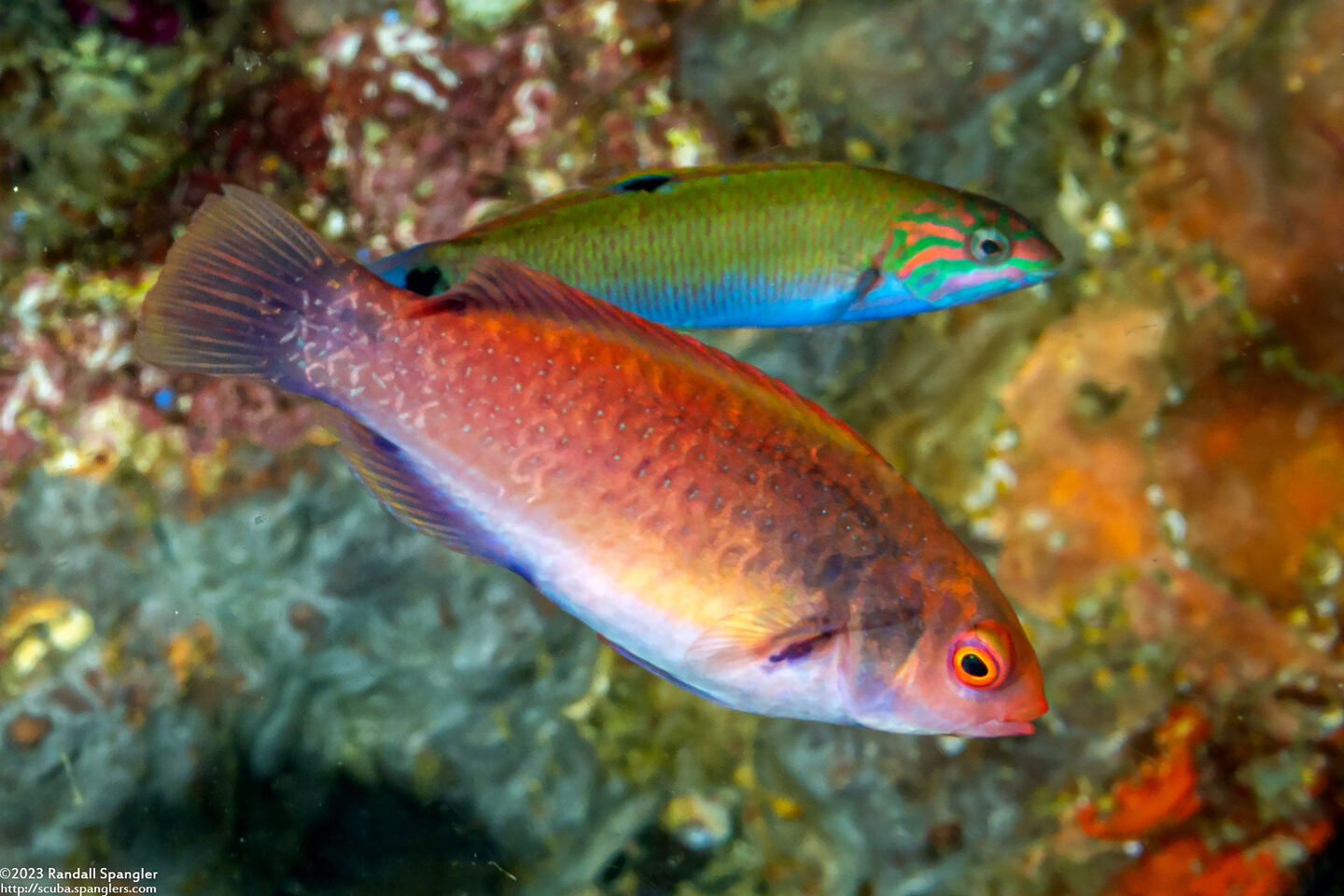 Cirrhilabrus punctatus (Dotted Fairy Wrasse)