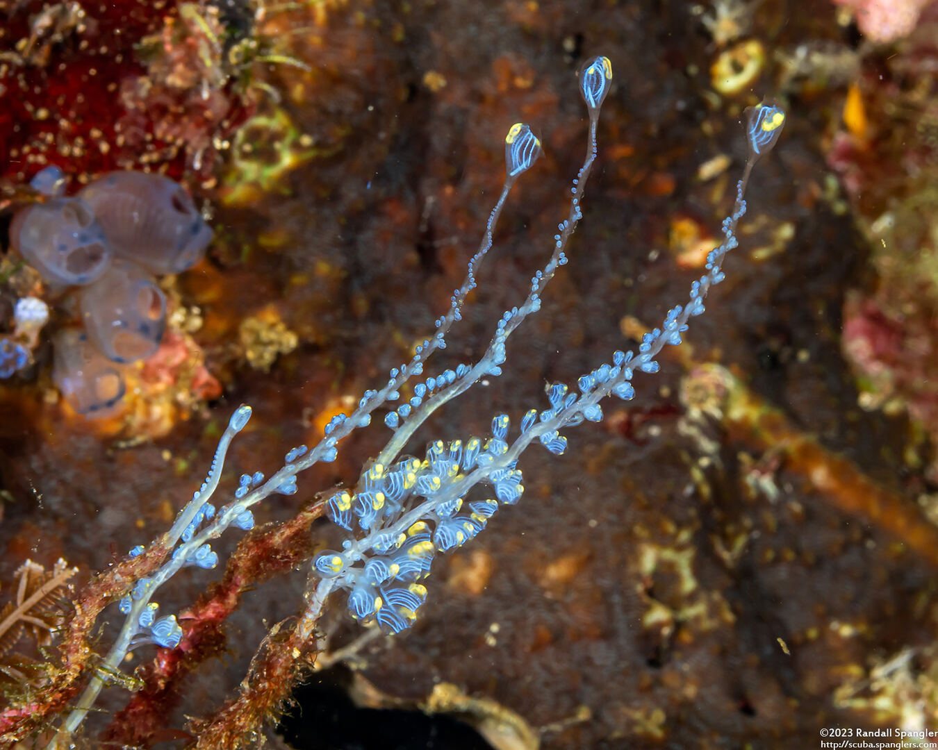 Perophora namei (Blue Bell Sea Squirt)