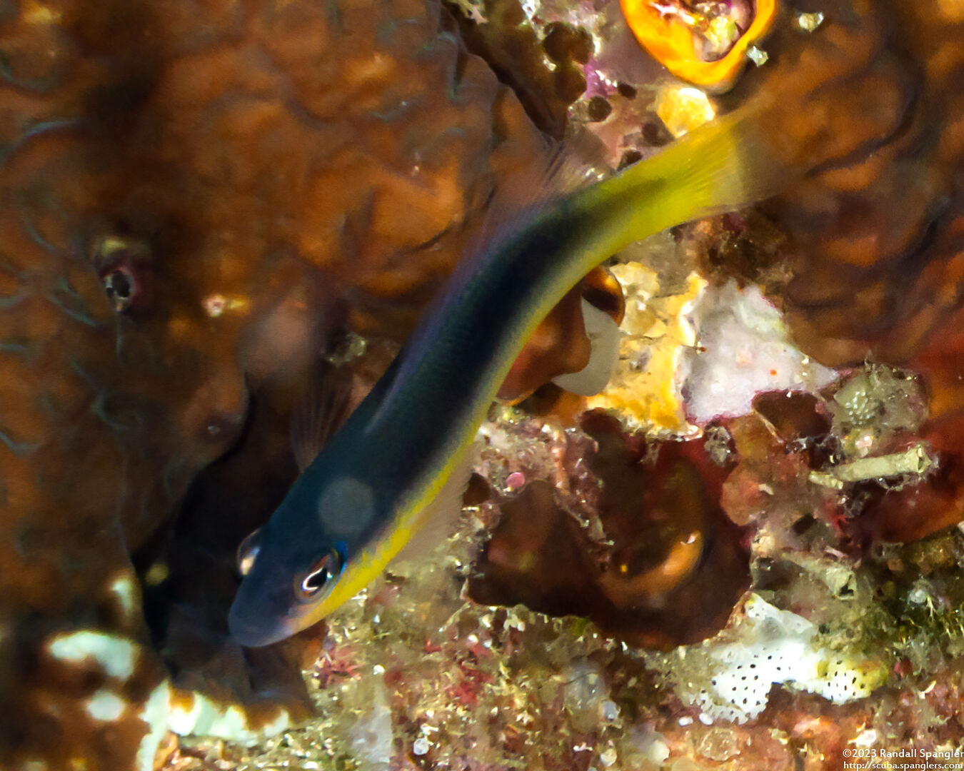 Pseudochromis ammeri (Raja Ampat Dottyback)