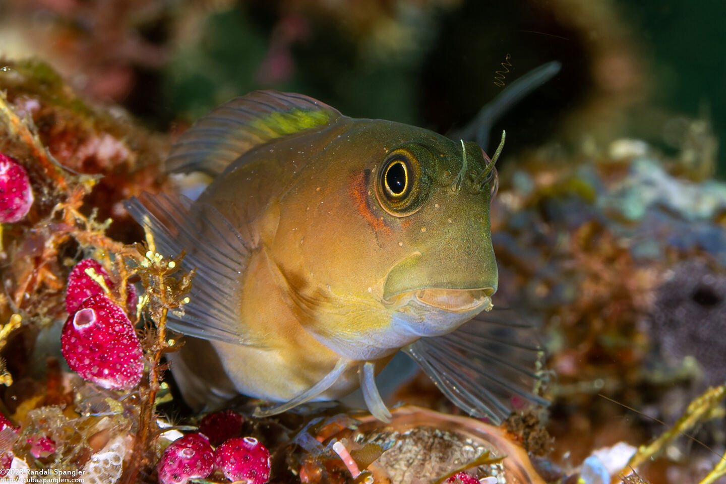 Ecsenius bicolor (Bicolor Coralblenny)