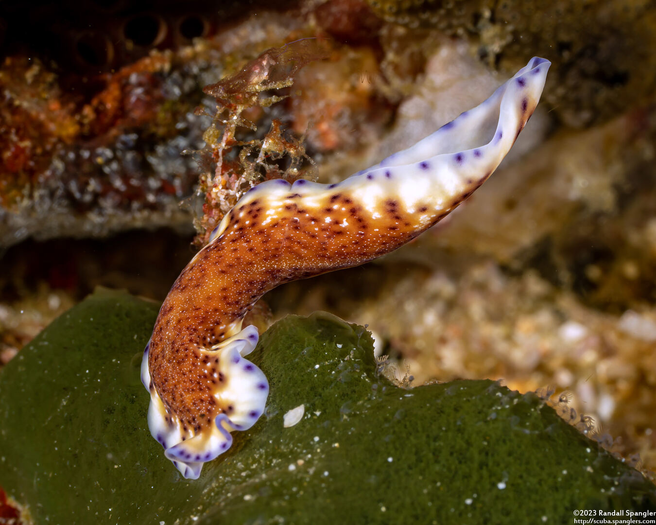 Pseudoceros sp.6 (Pseudoceros sp.6)