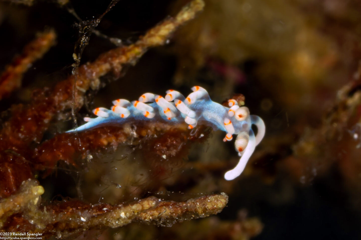 Samla bicolor (Bicolor Nudibranch)