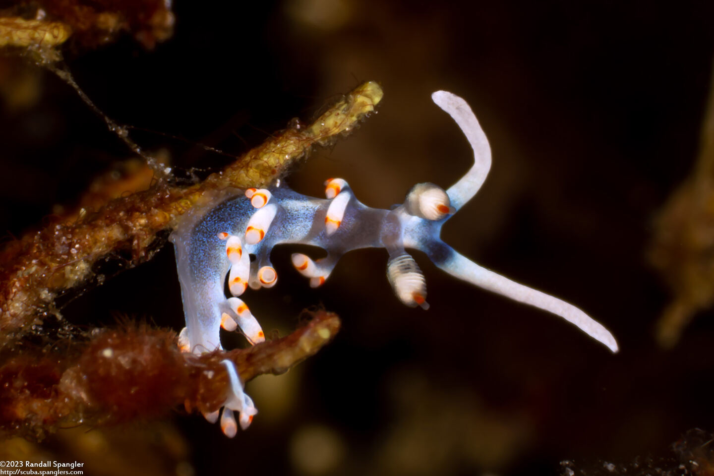 Samla bicolor (Bicolor Nudibranch)