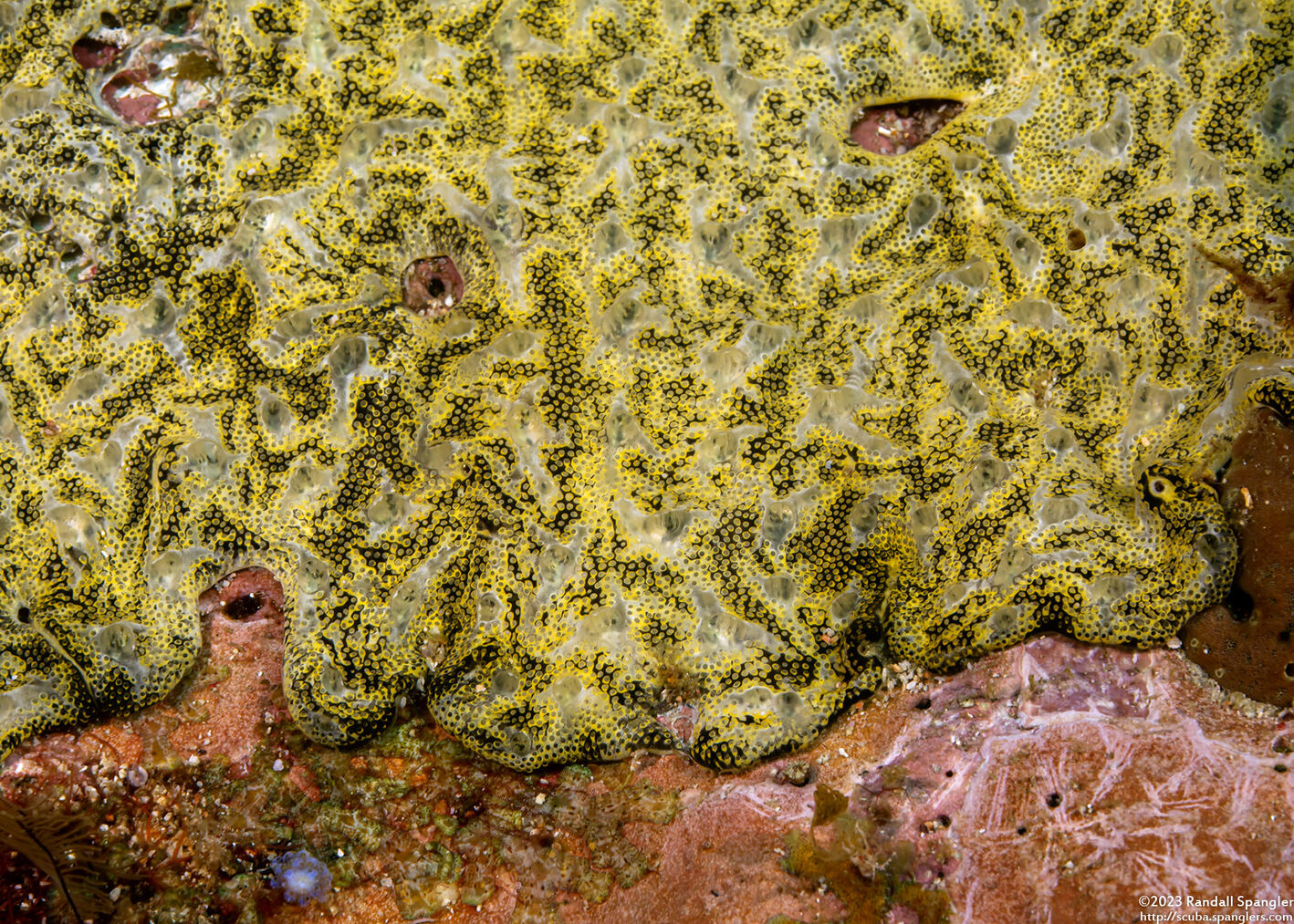 Botryllus sp.4 (Botryllus sp.4)