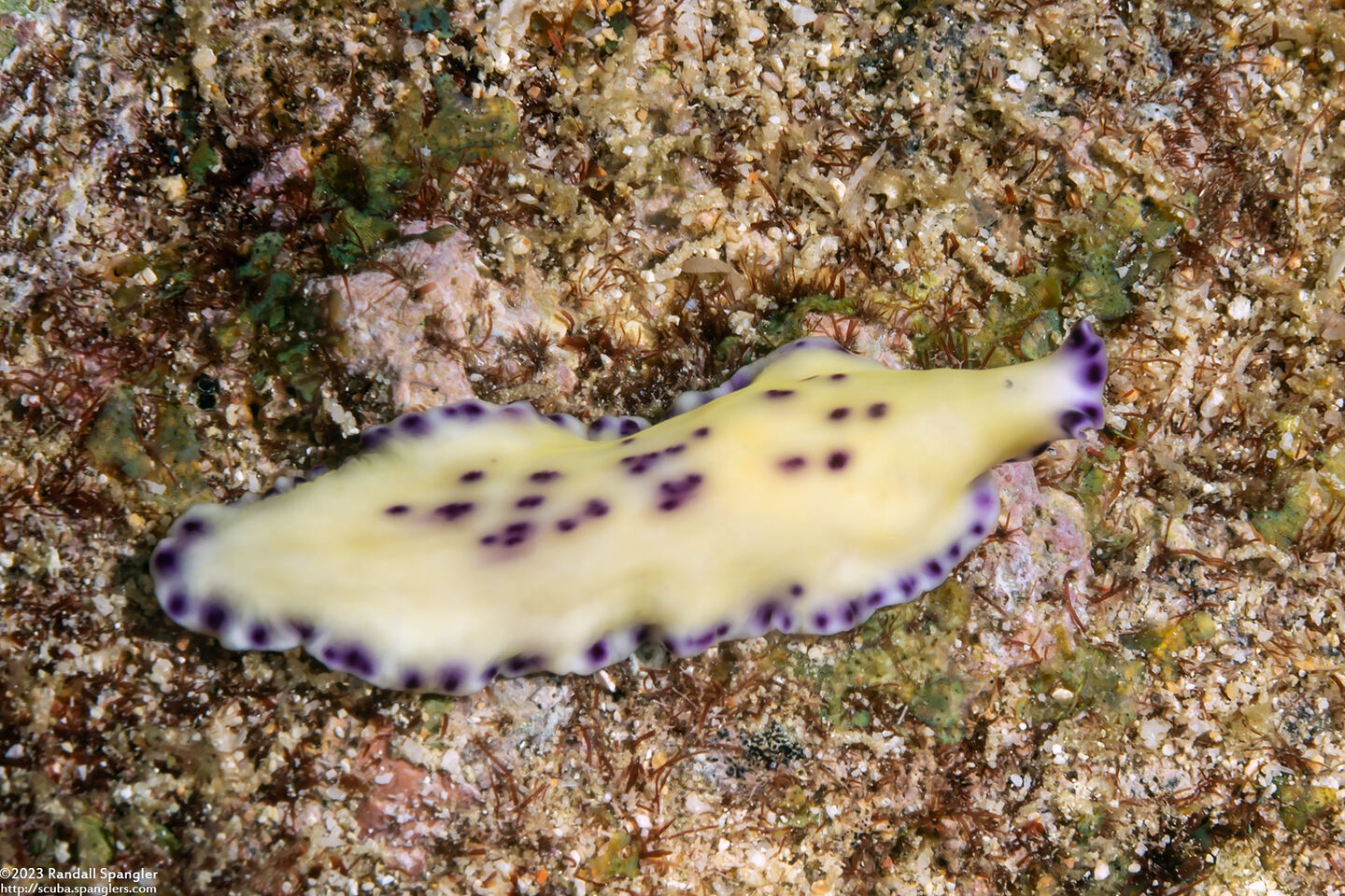 Pseudoceros laingensis (Laing Island Flatworm)