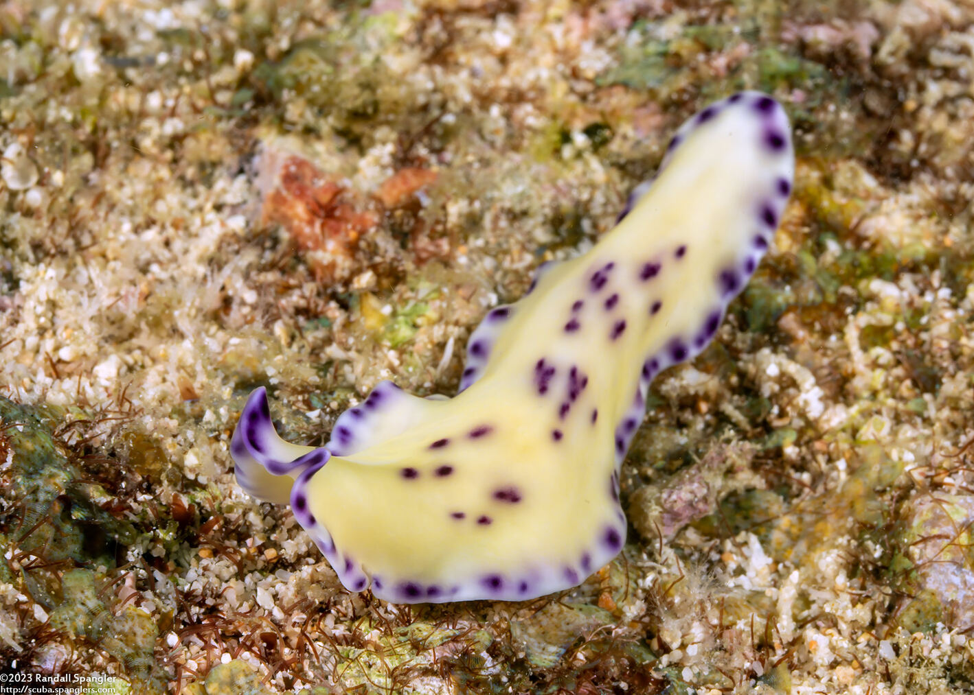 Pseudoceros laingensis (Laing Island Flatworm)
