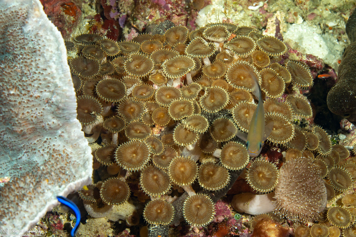 Palythoa heliodiscus (Sunray Zoanthid)