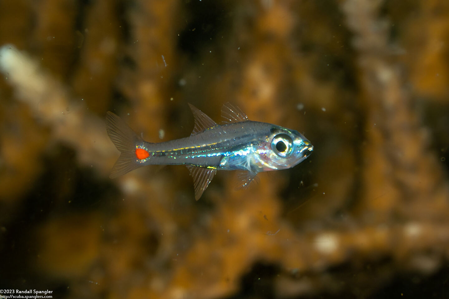 Ostorhinchus parvulus (Redspot Cardinalfish)