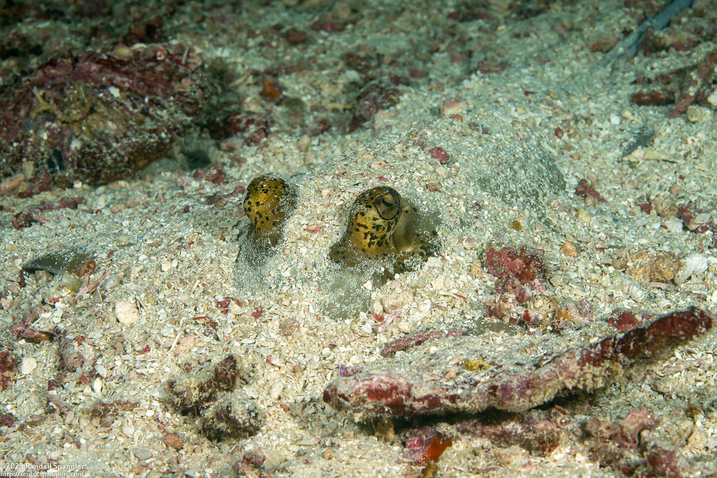 Neotrygon kuhlii (Blue-Spotted Stingray)