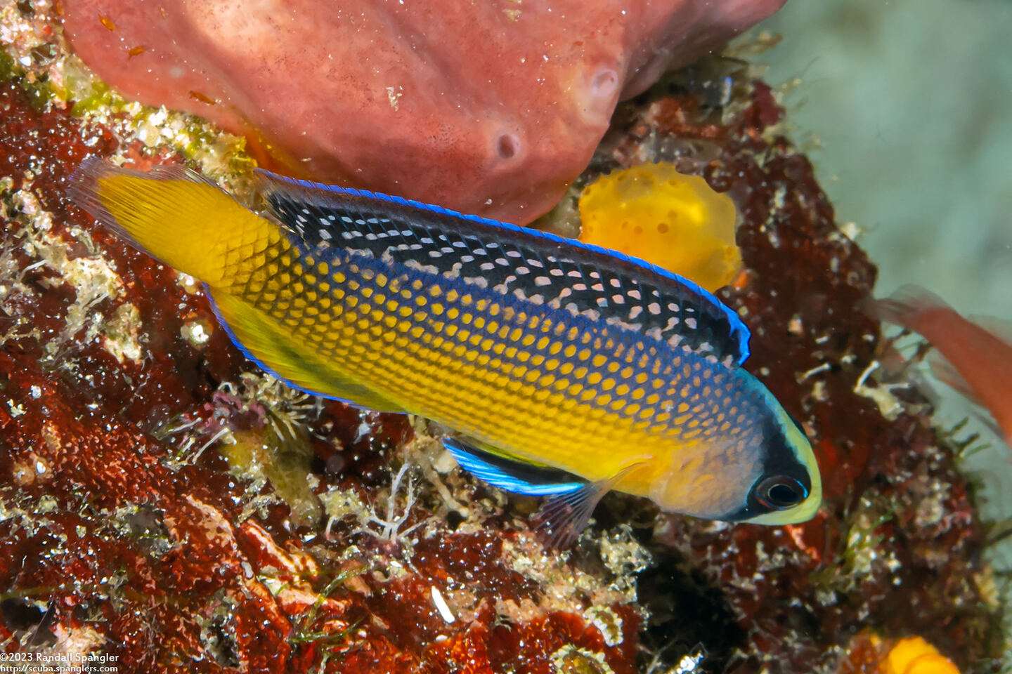 Manonichthys splendens (Splendid Dottyback)