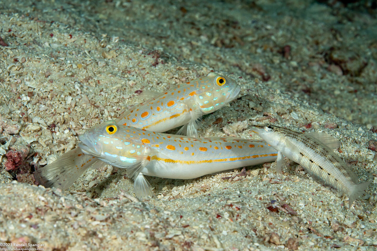 Valenciennea puellaris (Orange-Dashed Goby)