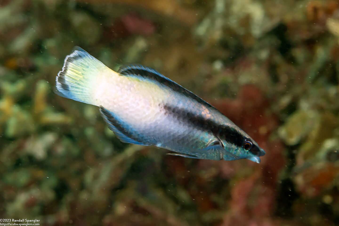 Labroides bicolor (Bicolor Cleaner Wrasse)
