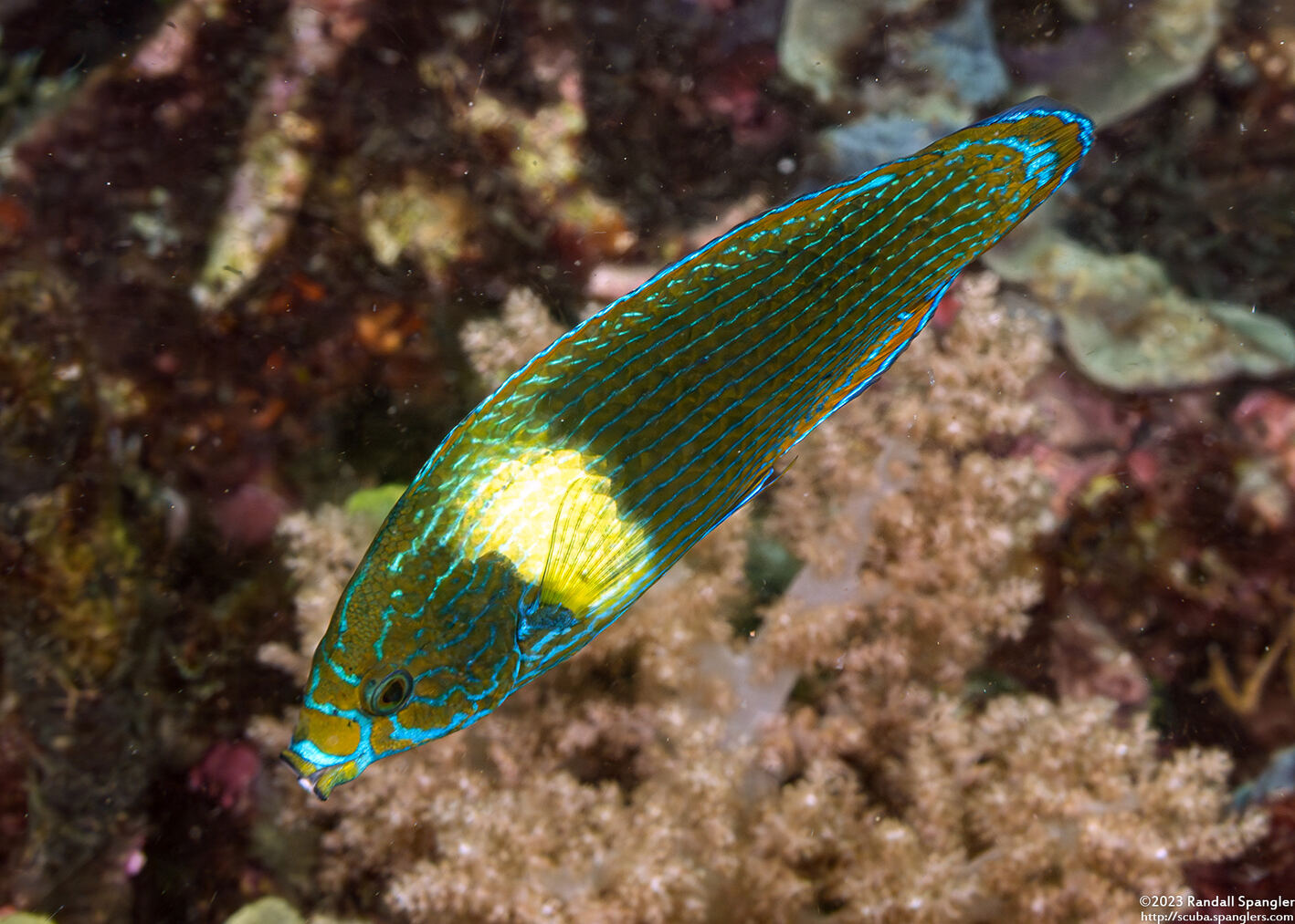 Labrichthys unilineatus (Tubelip Wrasse)
