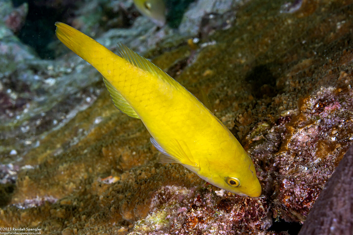 Scarus flavipectoralis (Yellowfin Parrotfish)