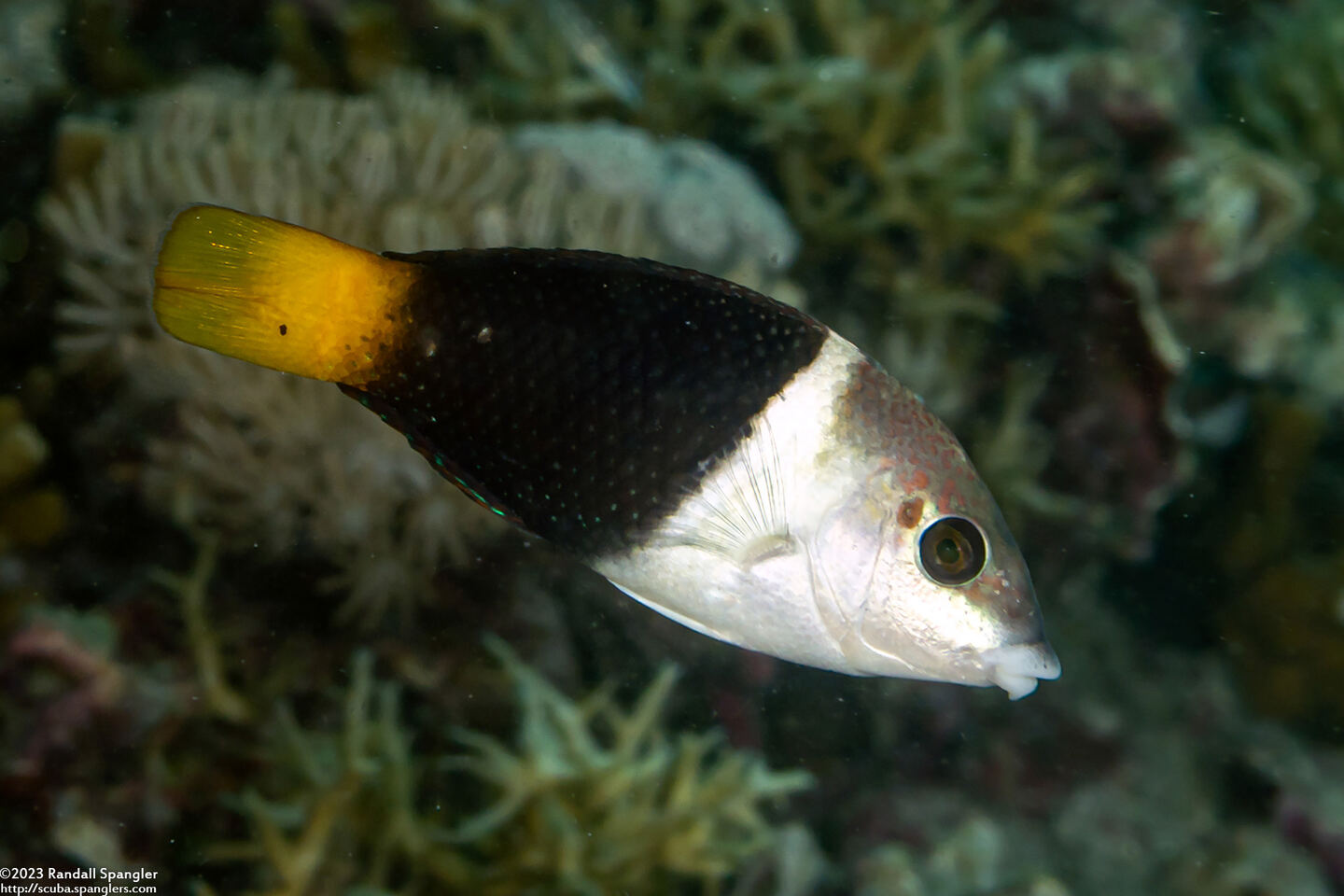 Hemigymnus melapterus (Blackeye Thicklip)
