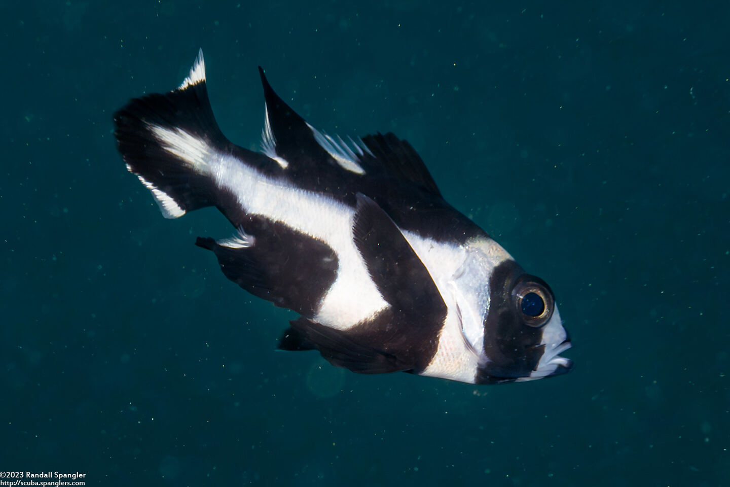 Macolor niger (Black Snapper)