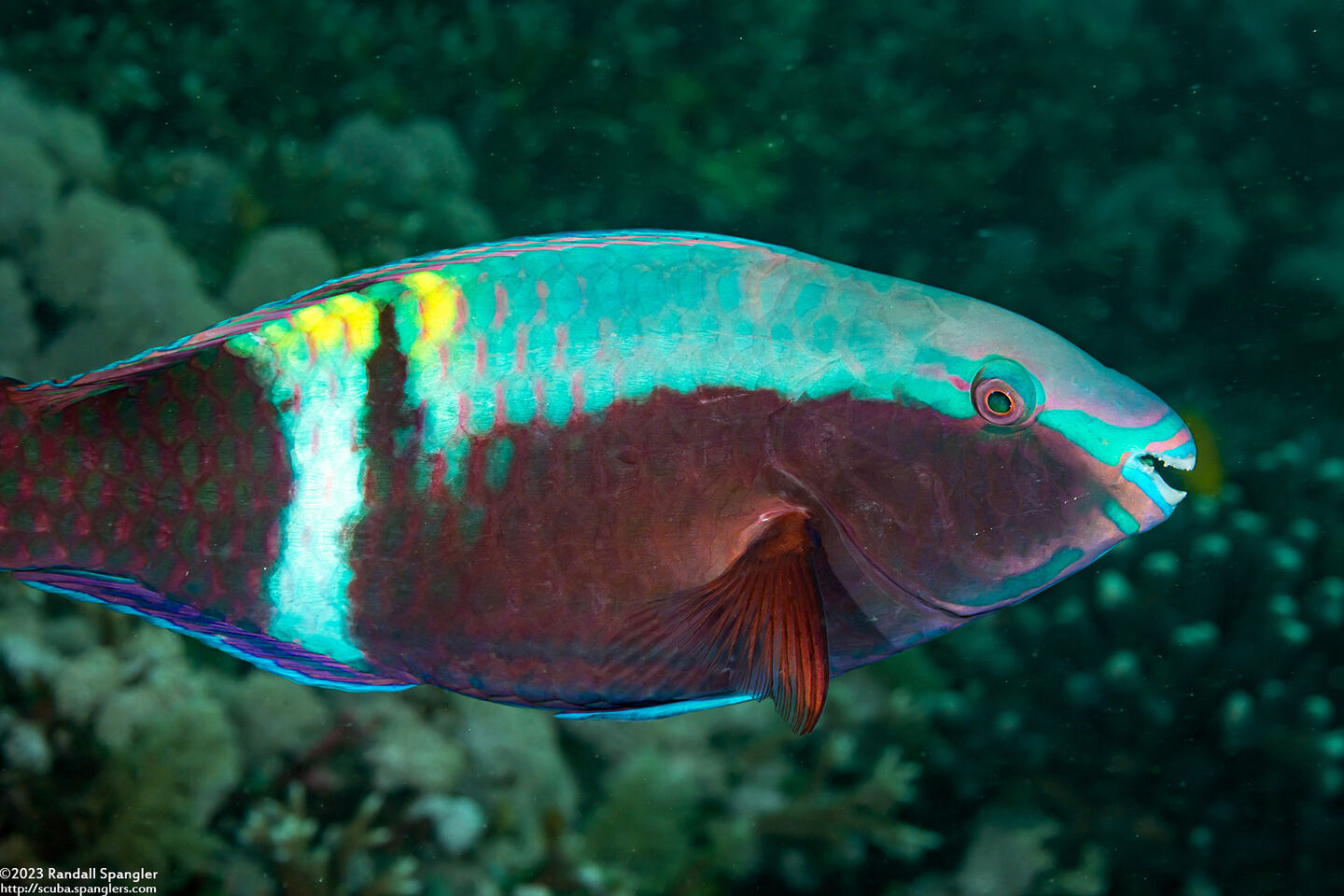 Scarus schlegeli (Yellowbar Parrotfish)