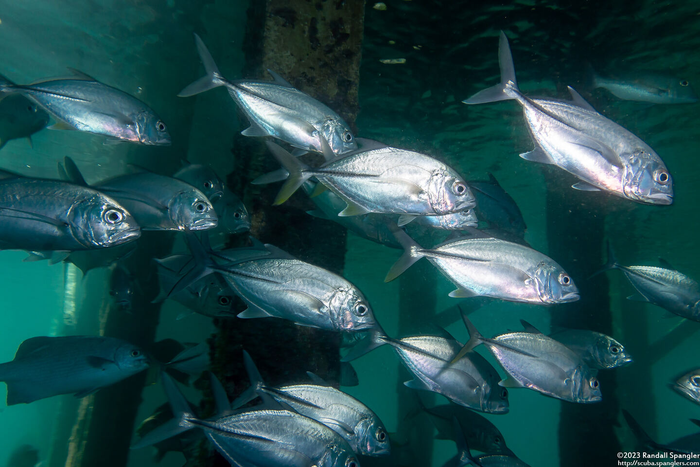 Caranx sexfasciatus (Bigeye Trevally)