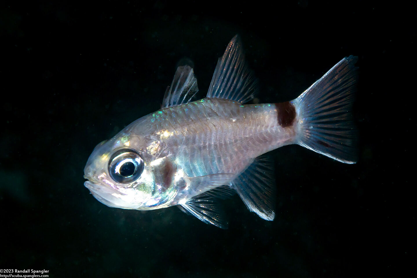Nectamia savayensis (Samoan Cardinalfish)