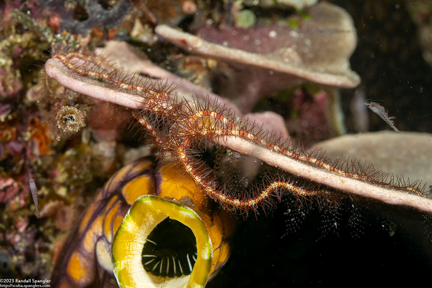 Ophiothrix purpurea (Dark Red-Spined Brittle Star)