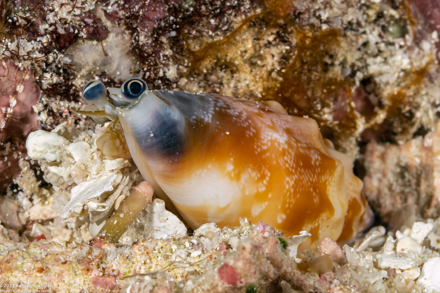 Tridentarius dentatus (Toothed Conch)